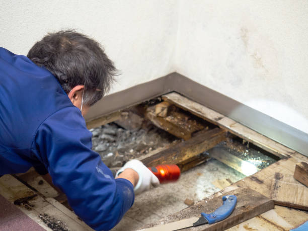Best White Mold Remediation in Sheridan, IN