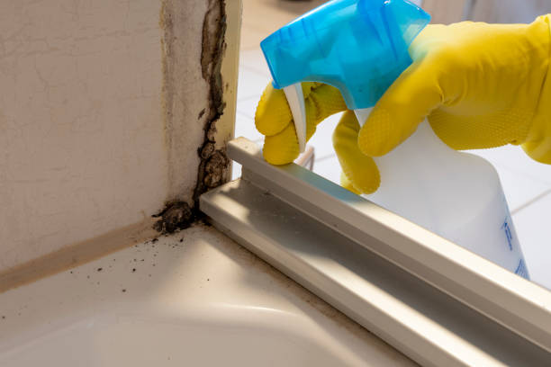 Trusted Sheridan, IN Mold Remediation Experts