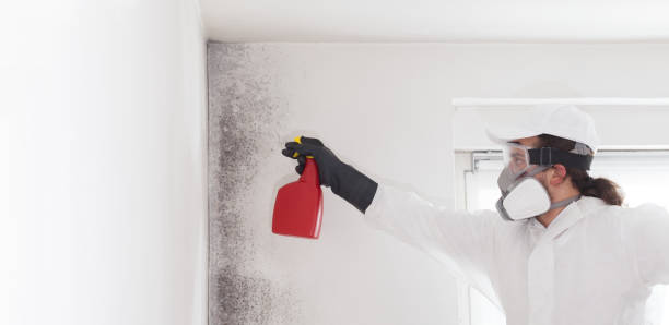 Professional Mold Remediation in Sheridan, IN